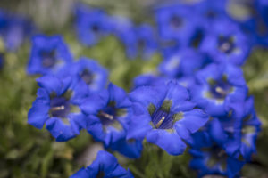 Blue gentian, Gentiana acaulis Blue gentian, Gentiana acaulis
